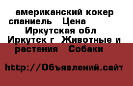 американский кокер спаниель › Цена ­ 5 000 - Иркутская обл., Иркутск г. Животные и растения » Собаки   